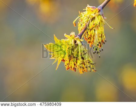 Fresh Maple Leaves With Flowers And Seeds