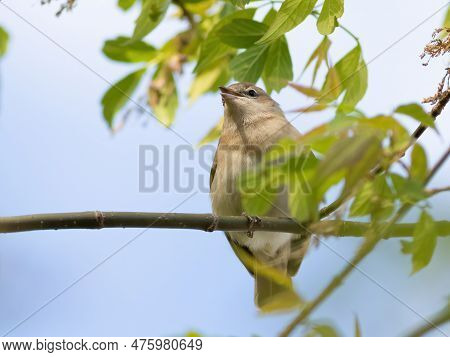 Garden Warbler, Sylvia Borin. A Bird Sits On A Tree Branch And Sings