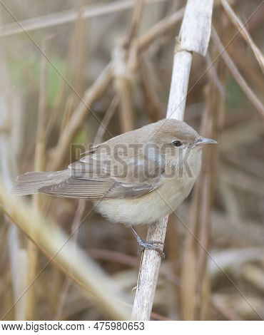 Garden Warbler, Sylvia Borin. A Bird Sits In A Thicket Of Reeds On A Riverbank