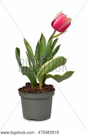 Pink 'tulipa Red Sparks Toplips' (botanic Name)  Tulip With Pink Color And White Tips In Flower Pot 