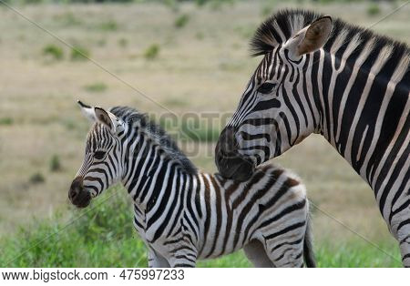 Zebras At The Addo Elephant National Park In South Africa