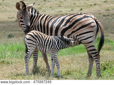 Zebras At The Addo Elephant National Park In South Africa