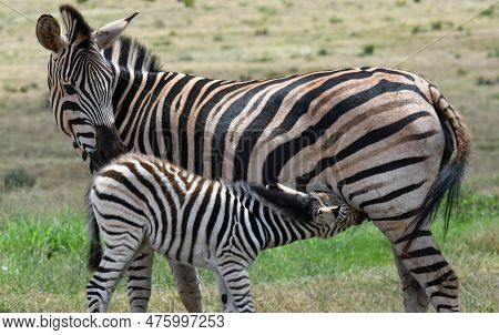 Zebras At The Addo Elephant National Park In South Africa