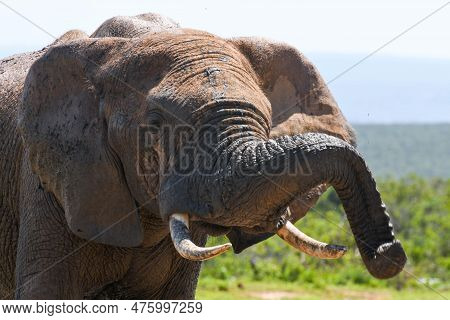 Elephants At The Addo Elephant National Park In South Africa