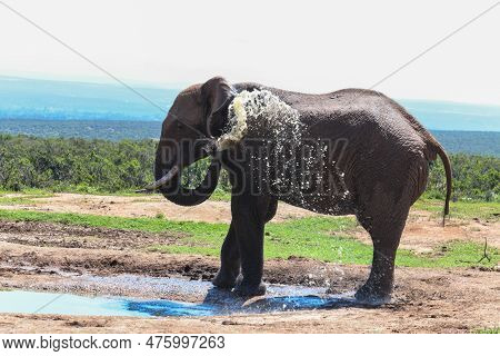 Elephant At The Addo Elephant National Park In South Africa