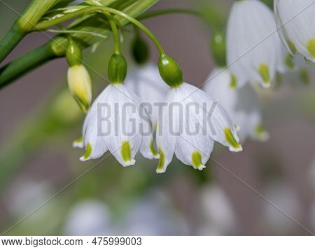 Closeup Of Pretty White Flowers Of Summer Snowflake Or Loddon Lily