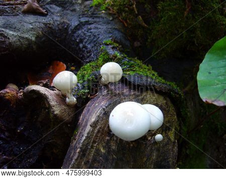 Mushroon In The Forest S And S