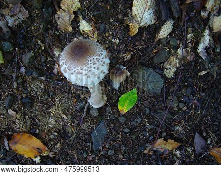 Mushroon In The Forest S And S