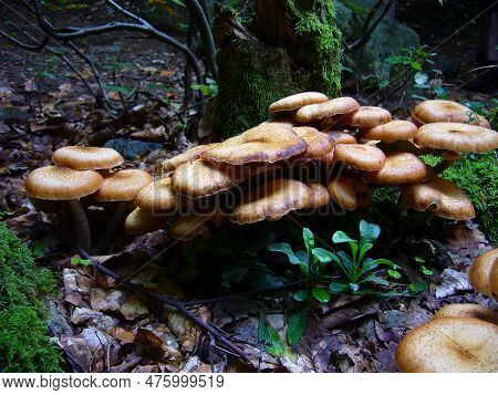 Mushroon In The Forest S And S