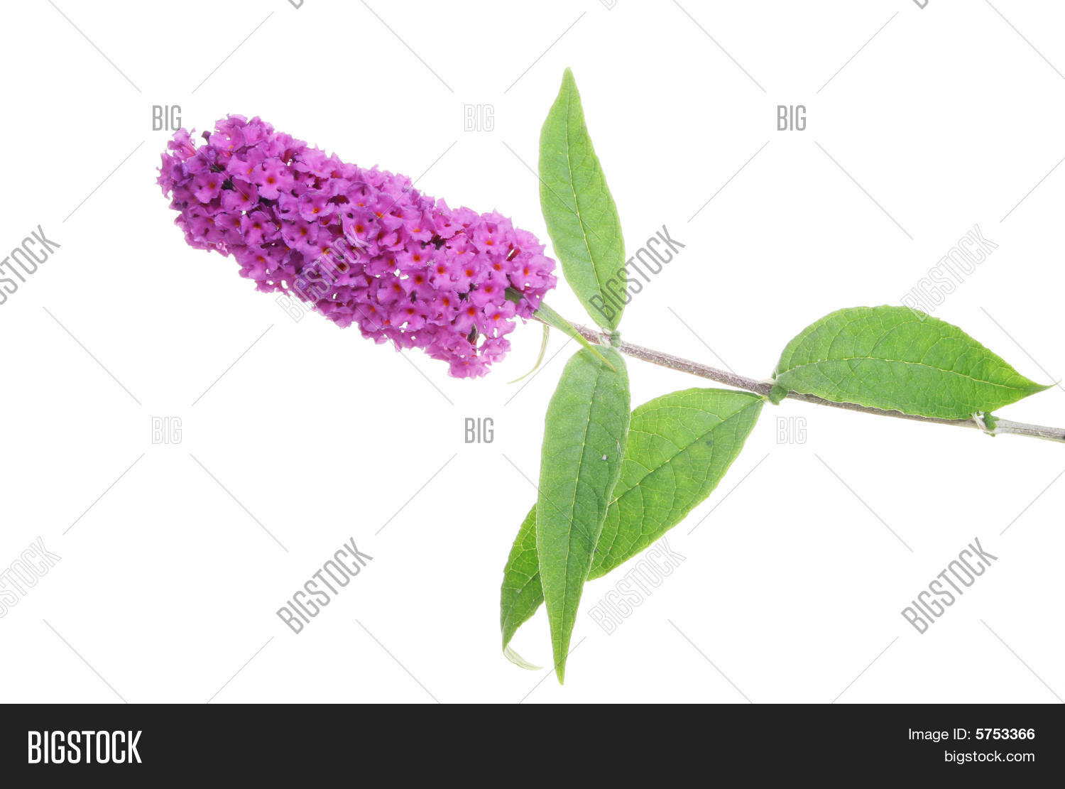 Image Preview