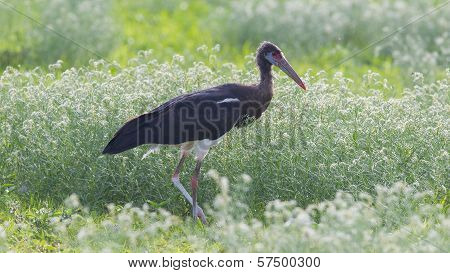 Abdim's Stork (ciconia Abdimii) In Etosha National Park