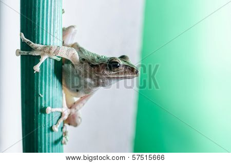Common Bush Frog