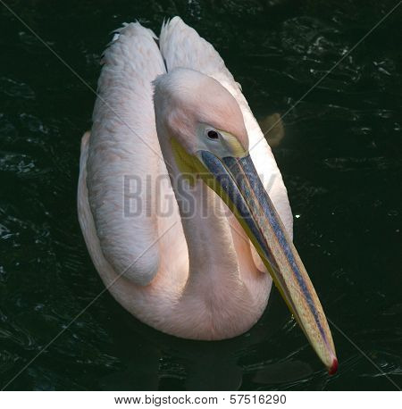 Pelican