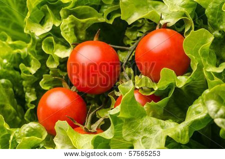 Fresh Salad And Tomatoes