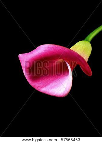 calla