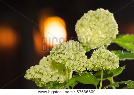 Little White Flowers