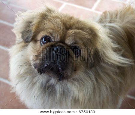 Hund