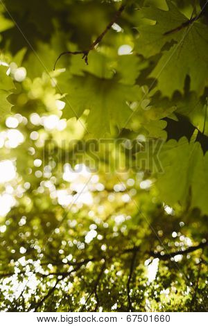 sunny day deep in the forest,tilt-shift lens blur
