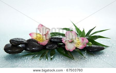 Flower of an alstroemeria and stones in drops