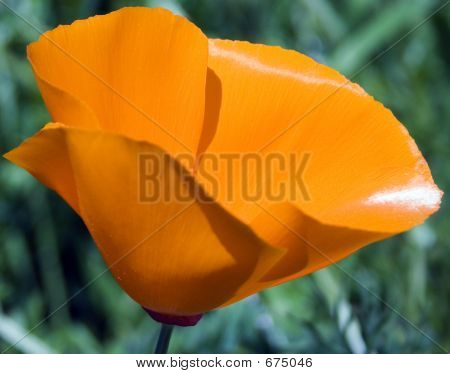 orange_flower_close_sheen