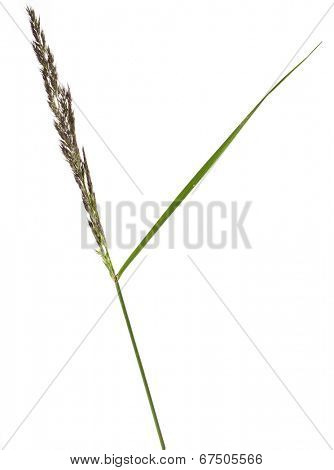 BROMUS (POACEAE) plant grass close up macro shot Isolated on white background
