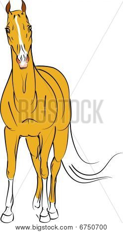 Garanhão Palomino