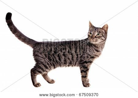 Thin adult tabby cat