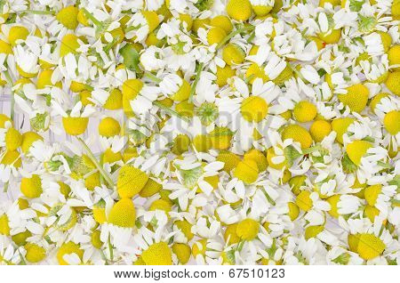 Background Made By Heads Of Camomile