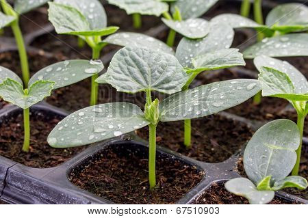 Cucumber Seedling On Tray In Greenhouse.