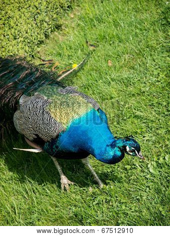 Peacock On The Lawn