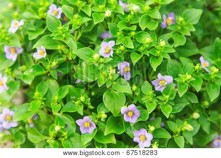 Small Vilolet Flower  -  Persian Violet