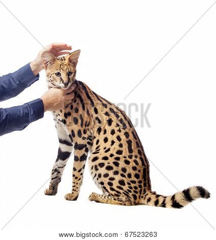 Beautiful serval, Leptailurus serval