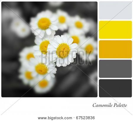 A closeup of camomile flowers with selective colouring, in a colour palette with complimentary colour swatches