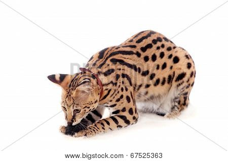 Beautiful serval, Leptailurus serval