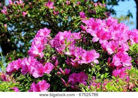 Azalea