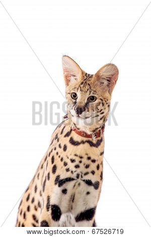 Beautiful serval, Leptailurus serval