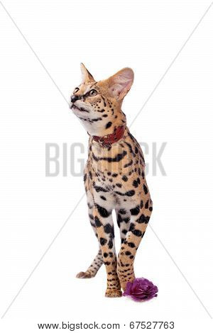 Beautiful serval, Leptailurus serval