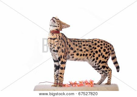 Beautiful serval, Leptailurus serval