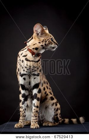 Beautiful serval, Leptailurus serval