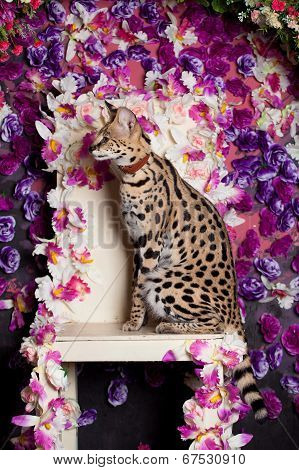 Beautiful serval, Leptailurus serval