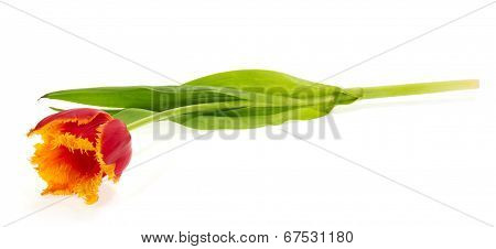 The bright tulip