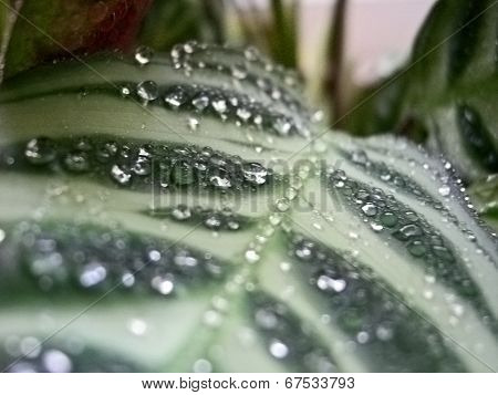 Water Droplets On A Leaf