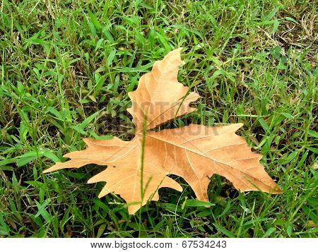 The Last Leaf