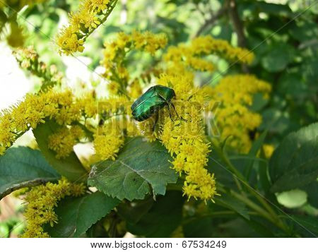 Flower Chafer