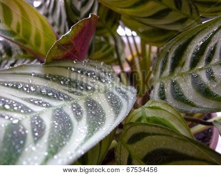 Water Droplets On A Leaf