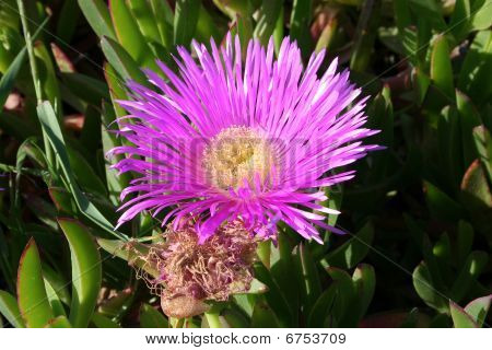 Flor violeta
