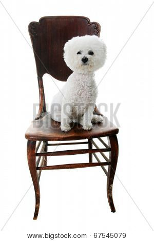 A Genuine Pure Breed Bichon Frise dog sits on an antique wooden chair. Isolated on white with room for your text. 