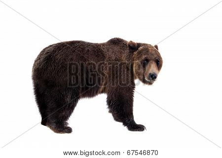 Brown bear, Ursus arctos