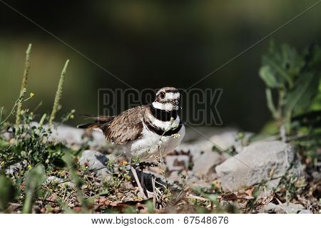 Killdeer In The Wild