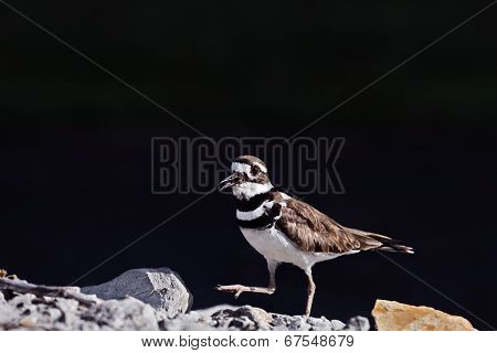 Male Killdeer